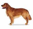 golden_retriever