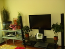 DRACENA,VIOLETA,BOUGAINVILLEA,IASOMIA DE MADAGASCAR SI CASTANUL