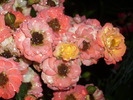 DSCI0559