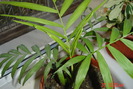 chamedoreea