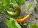 Orange Cayenne Pepper (2009, Aug.12)