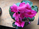 cyclamen