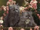 Poze Animale_ Pisici si Pisicute_ Cats Wallapaper_ Imagini cu feline_ Feline si flori