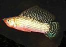 Poecilia%20sphenops%20(%20molly)