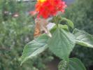 Picture 018