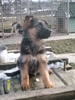 catei ciobanesc german