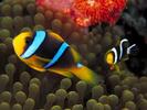 Pesti Wallpapers Poze Pesti Beta Peste Colorat[1]
