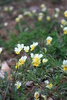 Viola tricolor-Trei frati patati