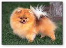 pomeranian