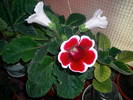 Gloxinia rosu paspolat