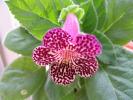 Kohleria Pendulina 2
