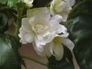 IMGA0564