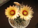 021HAMATHOCACTUS SETISPINUS (MEXIC)
