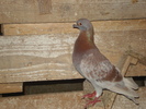 DSC02461