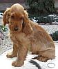 pic118718_caine_English_cocker_spaniel[1]