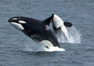 Killerwhales_jumping