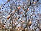 07.04.2009 magnolia Lennei