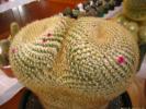 mammillaria_celsiana_lau1087_tim_saunderson