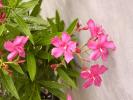 nerium oleander