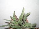 Gasteria bicolor