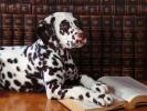 Poze cu caini dalmatieni