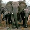 african-elephants[1]
