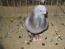 10216 itowl 0