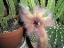 floare de Stapelia grandiflora