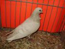 18111c reduced brown 0x