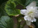 begonie