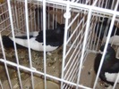 poza 045