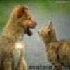 animale__avatare-cu-catei-03_jpg_85_cw85_ch85