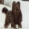 20051012154243briard0