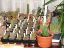 Grup plante