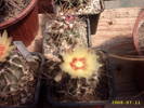 34-Hamatocactus setispinus