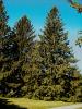 PICEA ABIES1