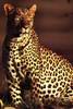 LEOPARD2