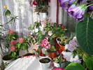 Flori-2009