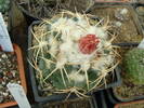 Coryphantha 3