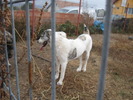 poze 11.10.2009 Jucu 021