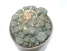 Lophophora williamsii v. caespitosa