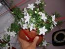 Flori 2008 