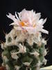Turbinicarpus lophophoroides