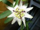 Passiflora