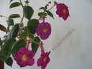Achimenes Lady Lyttelton 5