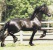 friesian-0004