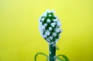 Mammillaria vetula ssp. gracilis cv. "Snow Cap"