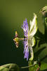 Passiflora caerulea