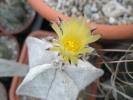 Astrophitum myriostigma