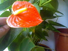 anthurium rosu-portocaliu